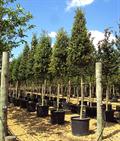 Quercus ilex